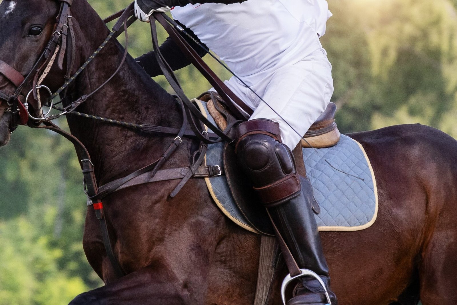 Equestrian rider in white breeches and polished boots on a dark bay horse